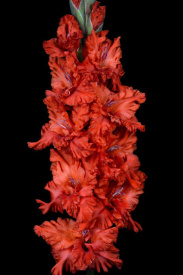 Гладиолус Танго (8 шт)