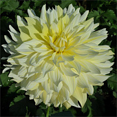 Георгин Ла Луна