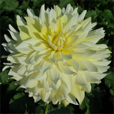 Георгин Ла Луна