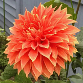 Георгин Парклэнд Глори