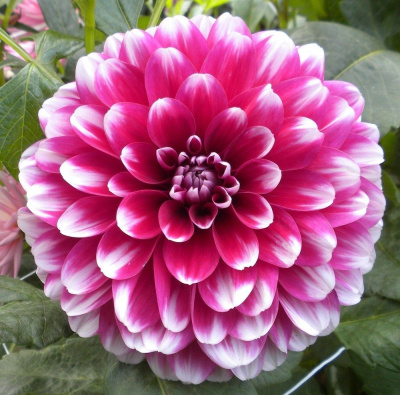 Георгин Патчес