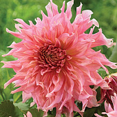 Георгин Пенхилл Уотермелон