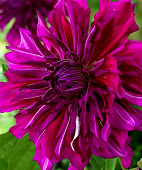 Георгин Пурпл Тайхейо