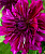 Георгин Пурпл Тайхейо