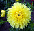 Георгин Спартакус Йеллоу