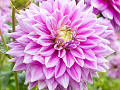 Георгин Фернклифф Инспирейшн