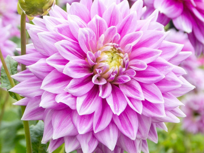 Георгин Фернклифф Инспирейшн