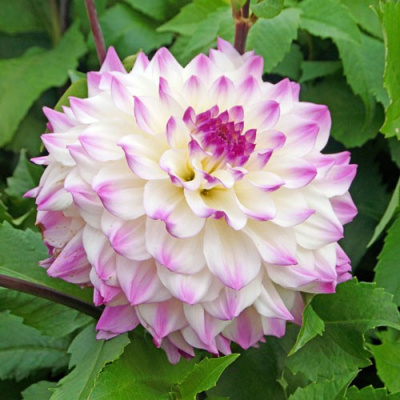 Георгин Хапет Блю Айз