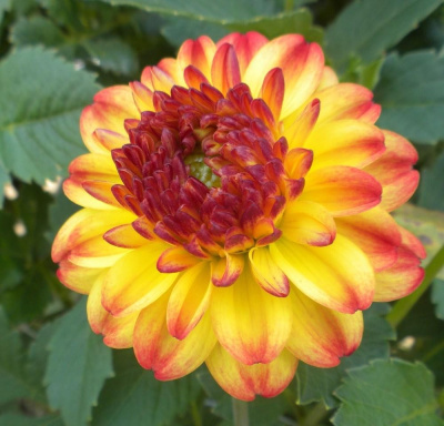 Георгин Айкун