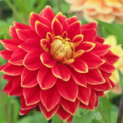 Георгин Датч Карнавал