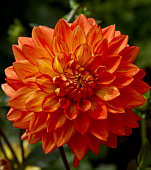 Георгин Неон Сплендор