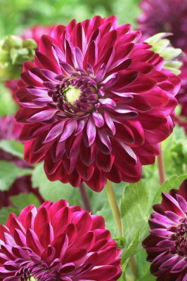 Георгин Осириум