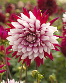 Георгин Ребеккас Ворлд