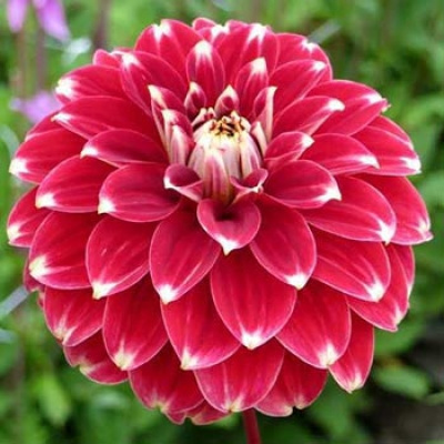 Георгин Ред Рок