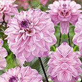 Георгин Сеньорс Арт