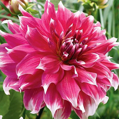 Георгин Фрост Нип