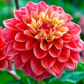 Георгин Принцесс Грация