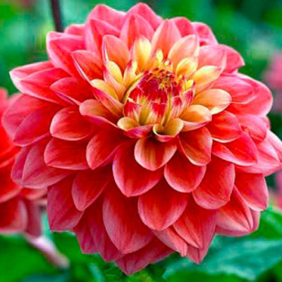 Георгин Принцесс Грация