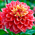 Георгин Принцесс Грация