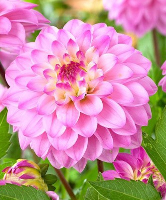 Георгин Принцесса Летиция