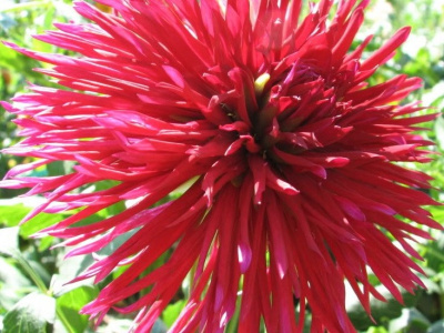 Георгин Арчин