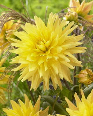 Георгин Вулкан Йеллоу