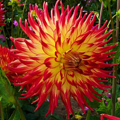 Георгин Дана (1 шт)