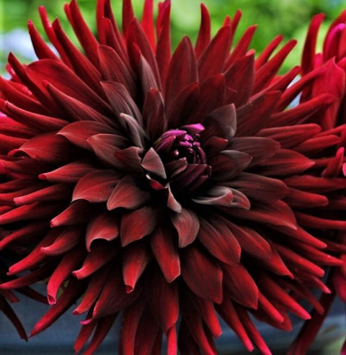 Георгин Джерри Скотт