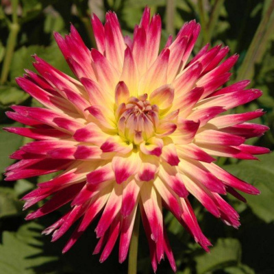 Георгин Таити Санрайз