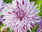 Георгин Хай Трио