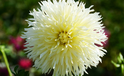 Георгин Айс Кристалл