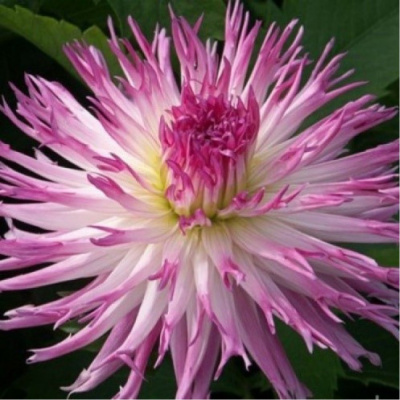 Георгин Марлен Джой