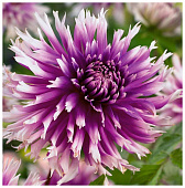 Георгин Тэйбл Дансер