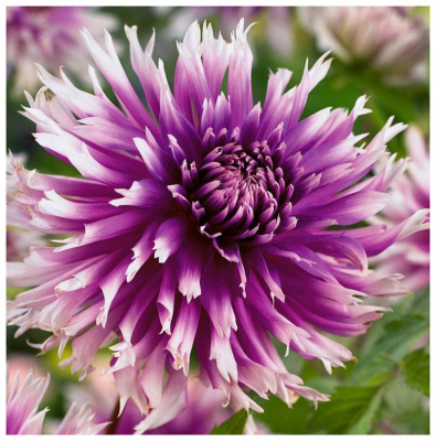 Георгин Тэйбл Дансер