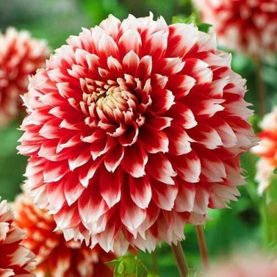 Георгин Ноэль (1 шт)