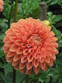 Георгин Джоуи Линда