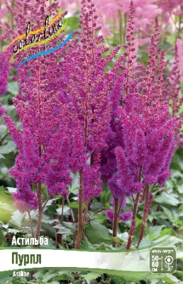 Астильба Пурпл (1 шт)