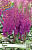 Астильба Пурпл (1 шт)