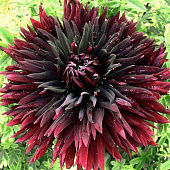 Минивитрина Георгин Треббиано