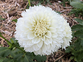 Минивитрина Георгин Леди Либерти