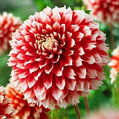 Минивитрина Георгин Ноэль