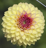 Минивитрина Георгин Чериш