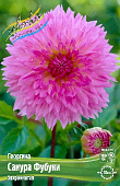 Георгин Сакура Фубуки (1 шт)