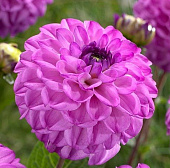 Георгин Салвейшн