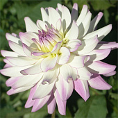 Минивитрина Георгин Виктория Энн