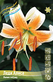 Лилия ЛЕДИ АЛИСА 16/18 (2 шт)