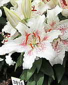 Лилия ЭКОНОМ-СЕРИЯ МУСКАДЕТ (1 шт)