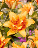 Лилия ЭКОНОМ-СЕРИЯ ДАБЛ ЛОВ (1 шт)