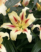 Лилия ЭКОНОМ-СЕРИЯ НИМФА (2 шт)