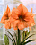 Амарилис Рилона (1 шт)